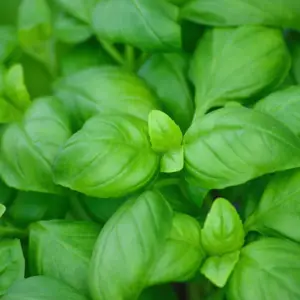 Basil, Italian Genovese