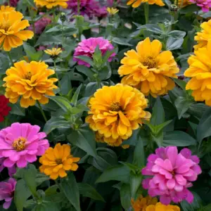 Zinnias, Giant Double Mixed Colors