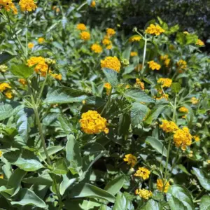 Lantana, Yellow