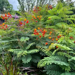 Pride of Barbados