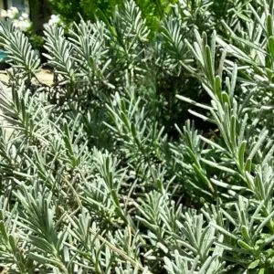 Lavender, Munstead