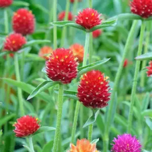 Gophrena, Fiery Sunrise