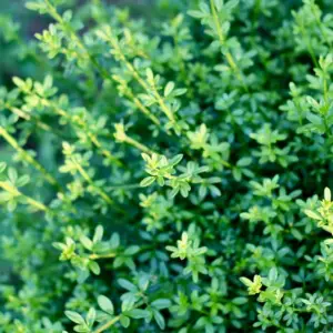 Thyme, English