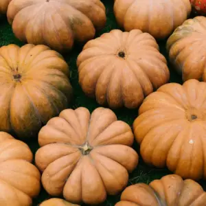 Pumpkin, Fairytale