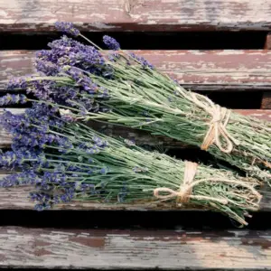 Fresh Organic English Lavender Bundle
