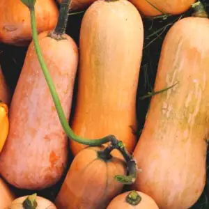 Squash, Waltham Butternut