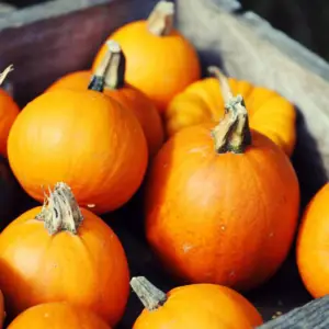 Pumpkin, Small Sugar