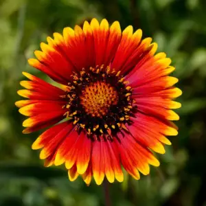 Gaillardia, Goblin