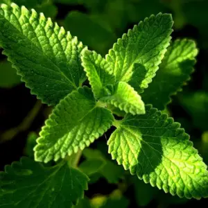 Lemon Balm