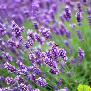 Lavender, English Tall