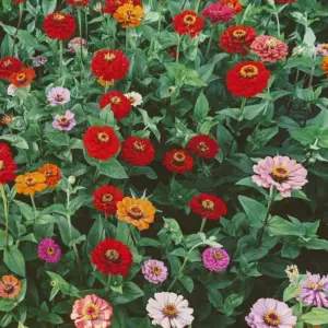 Zinnias, Northern Lights