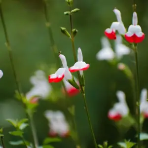 Salvia, Hot Lips