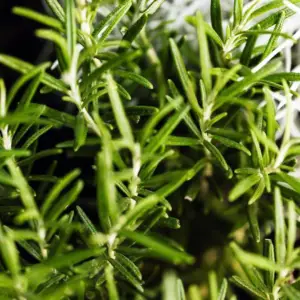 Rosemary, Tuscan Blue