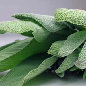 Fresh Organic Sage Bundle