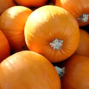 Pumpkin, Jack O' Lantern