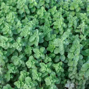Fresh Organic Oregano Bundle