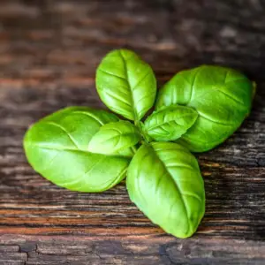 Fresh Organic Basil Bundle