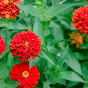 Zinnias, Fireball