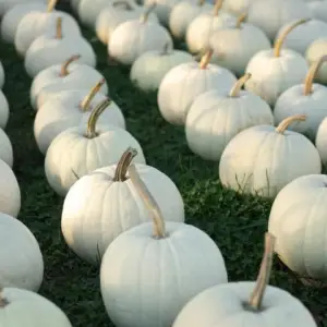 Pumpkin, Lumina White