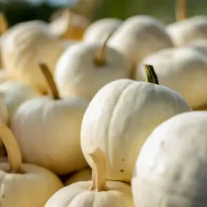 Pumpkin, Casper White