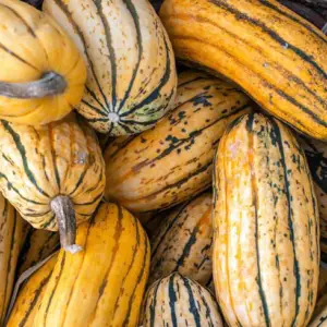 Squash, Delicata