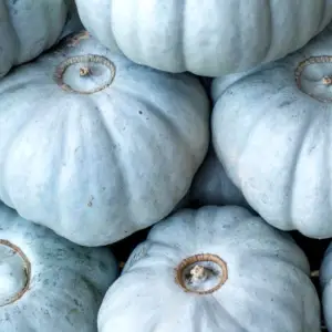 Pumpkin, Blue Jarrahdale