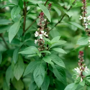 Basil, Sweet Thai