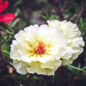 Portulaca, Color Blend