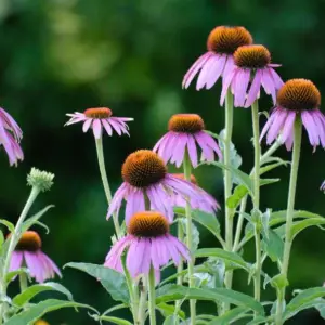 Purple Coneflower