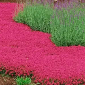 Thyme, Creeping  - Red