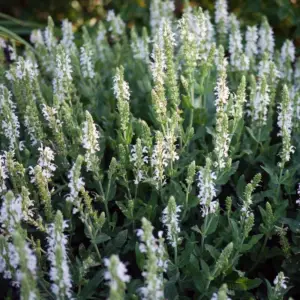 Salvia, White